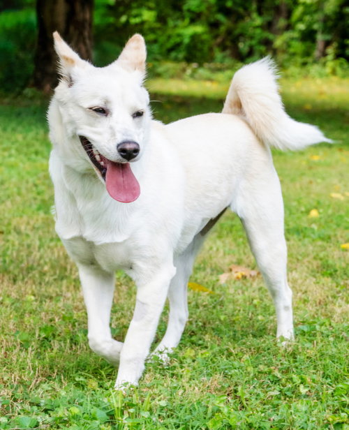PUPPY SAVANNAH WHITE photo 1