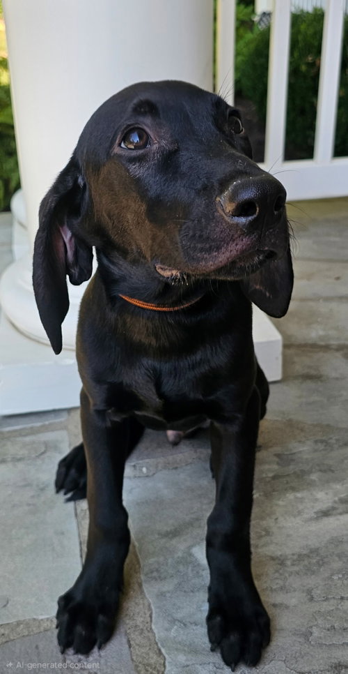 PUPPY JAY JAY photo 2