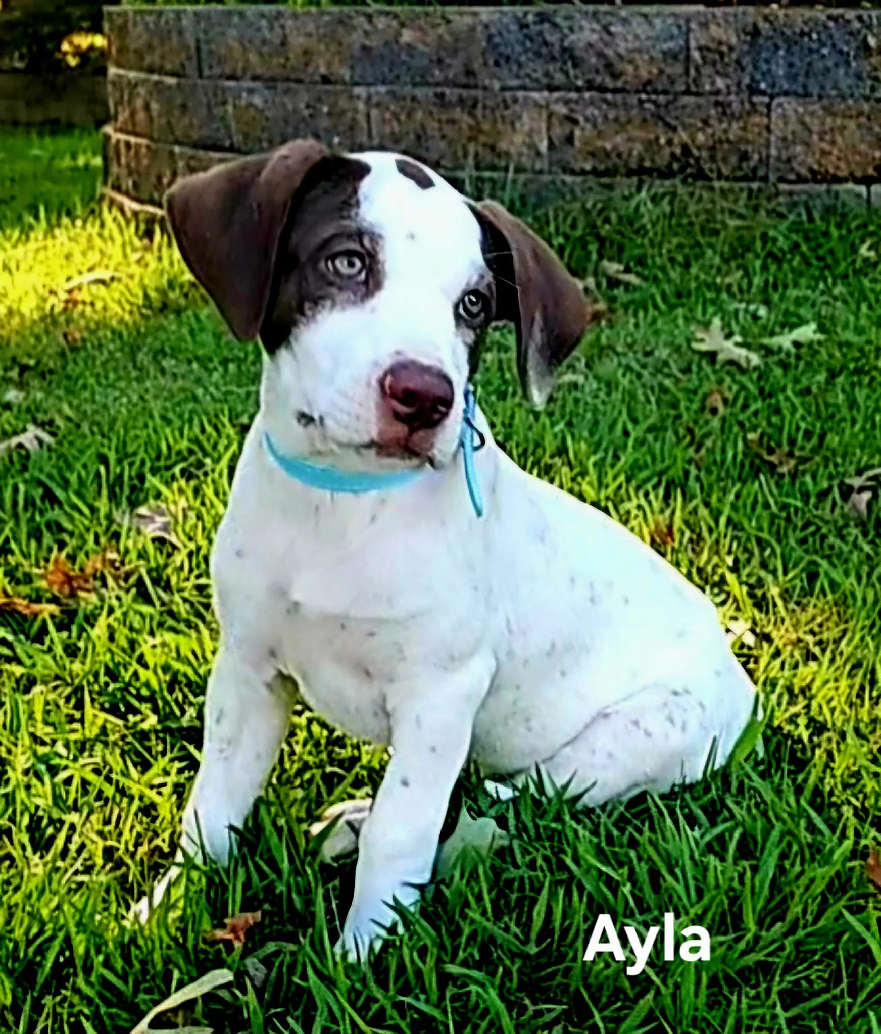 Puppy Ayla image 2