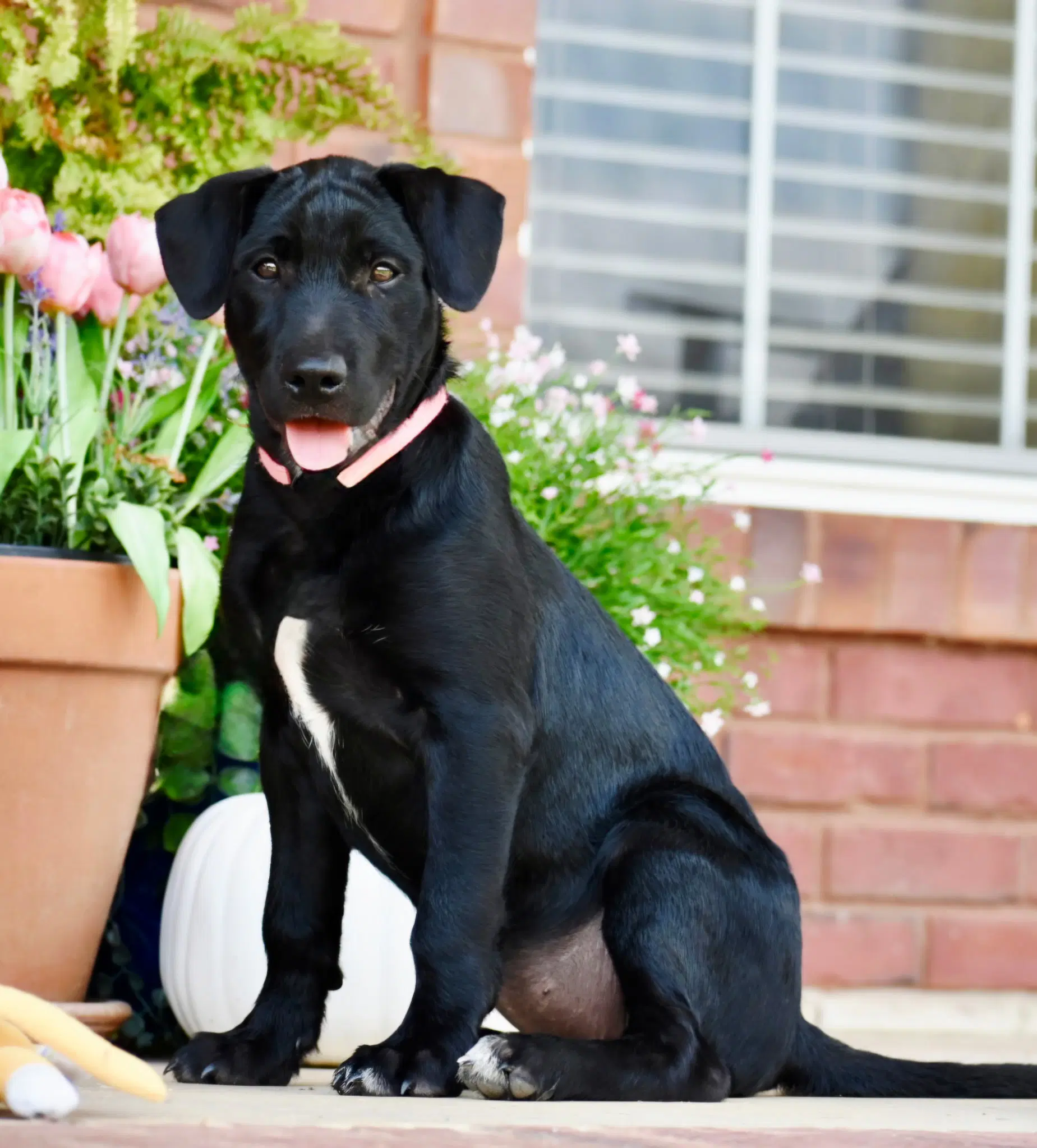Little Miss Black Marvel Luvs Kids - Labrador Retriever