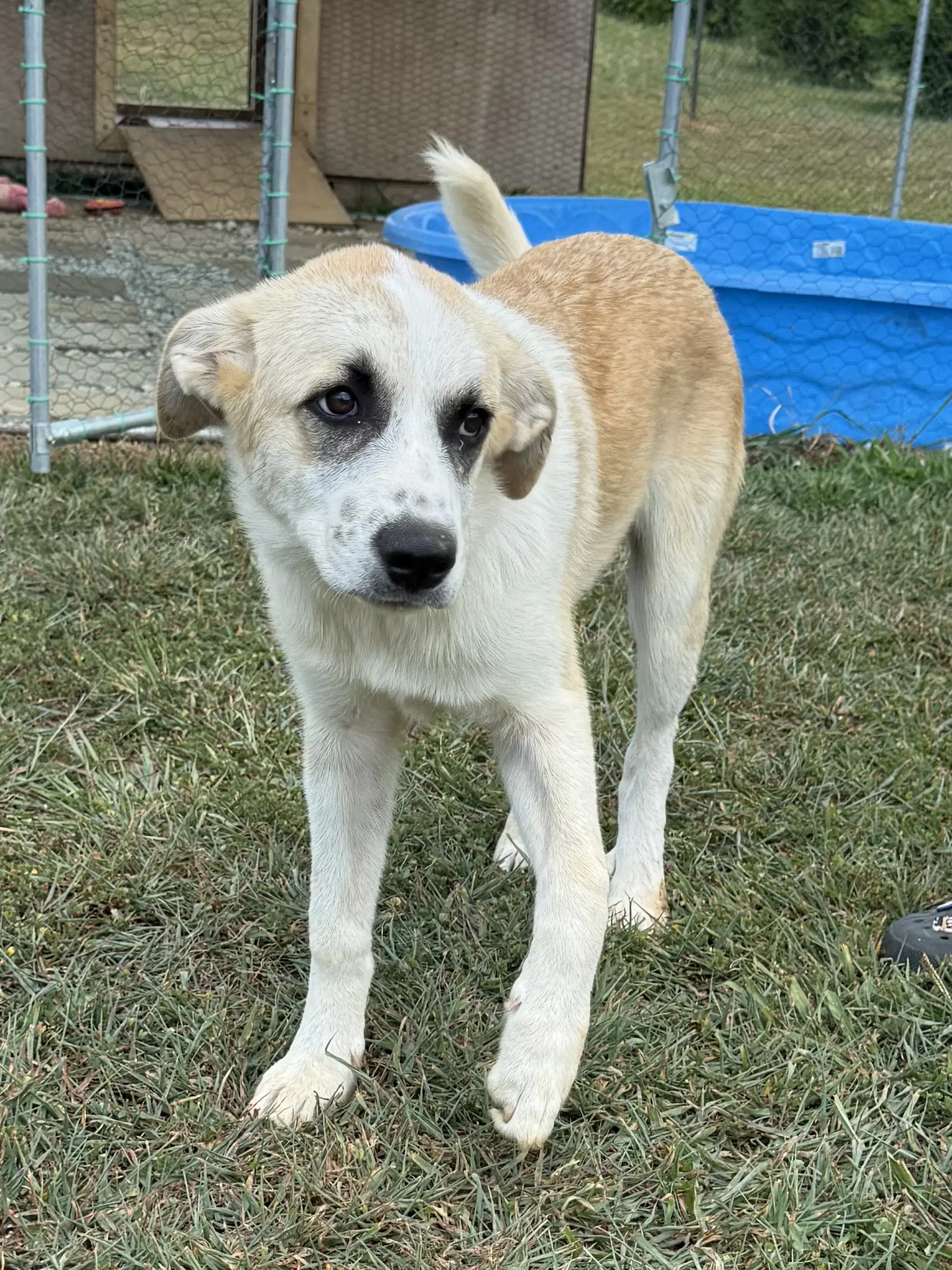 Puppy Karol image 2