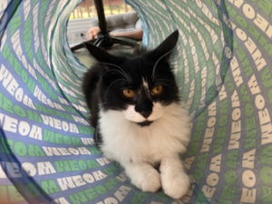Kitten Ava, a young female Tuxedo cat up for adoption