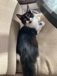 Kitten Ava image 2