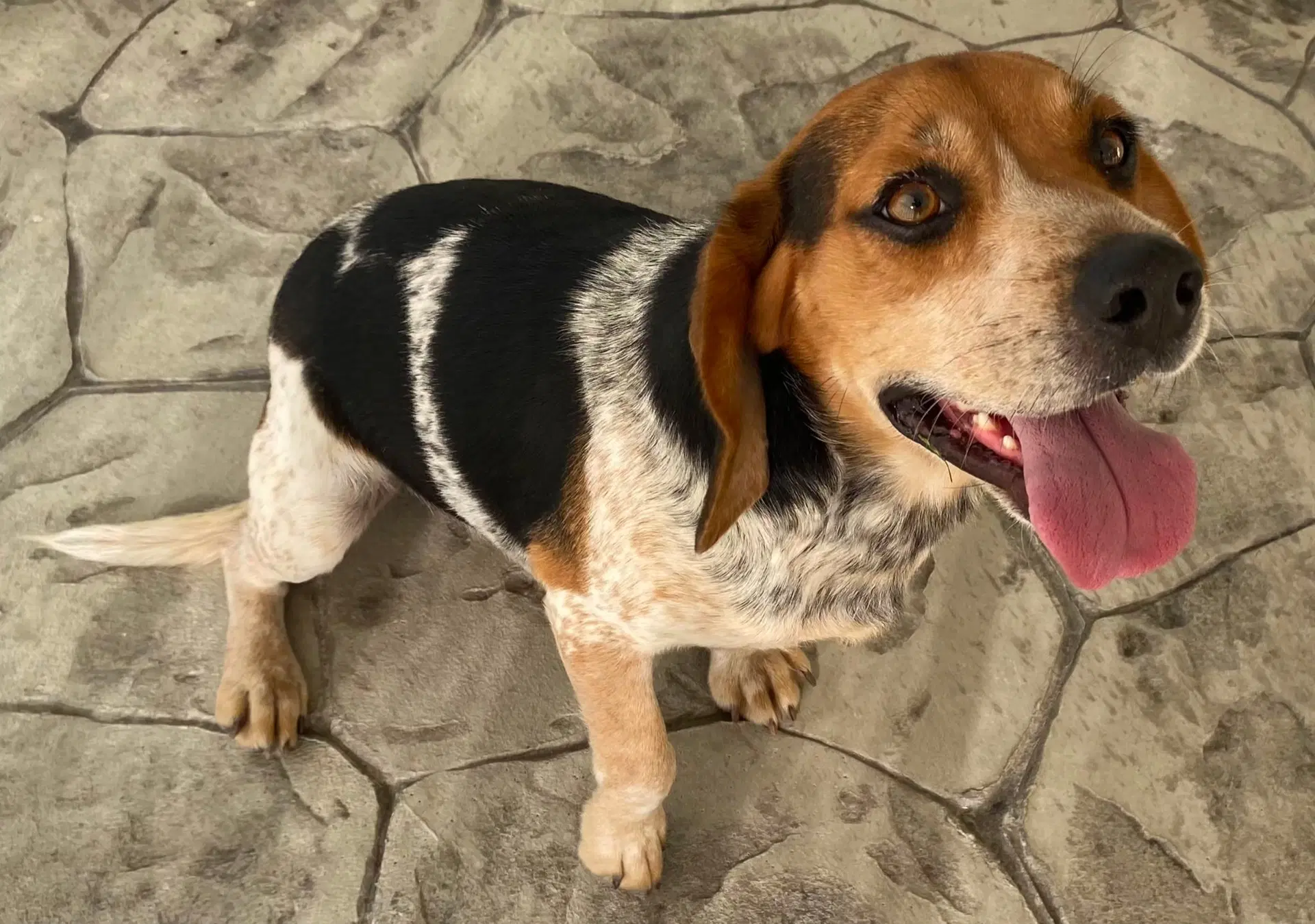 Dean - Beagle