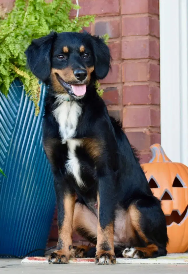 Bailey Girl - Australian Shepherd