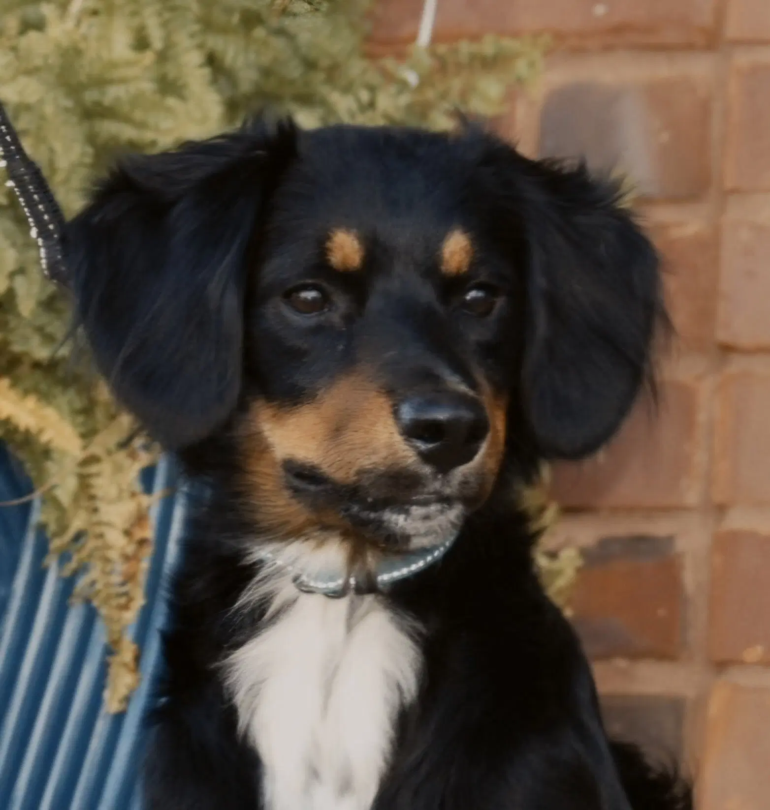 Bailey Girl image 2