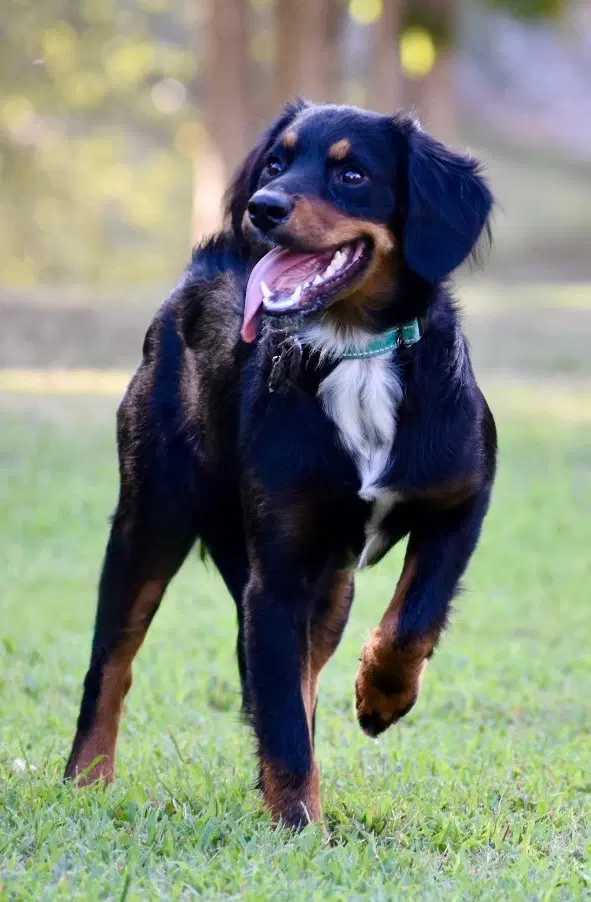 Bailey Girl image 3