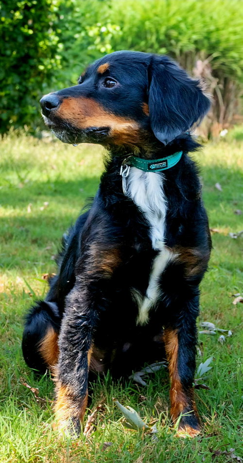 Photo 3 of BAILEY GIRL