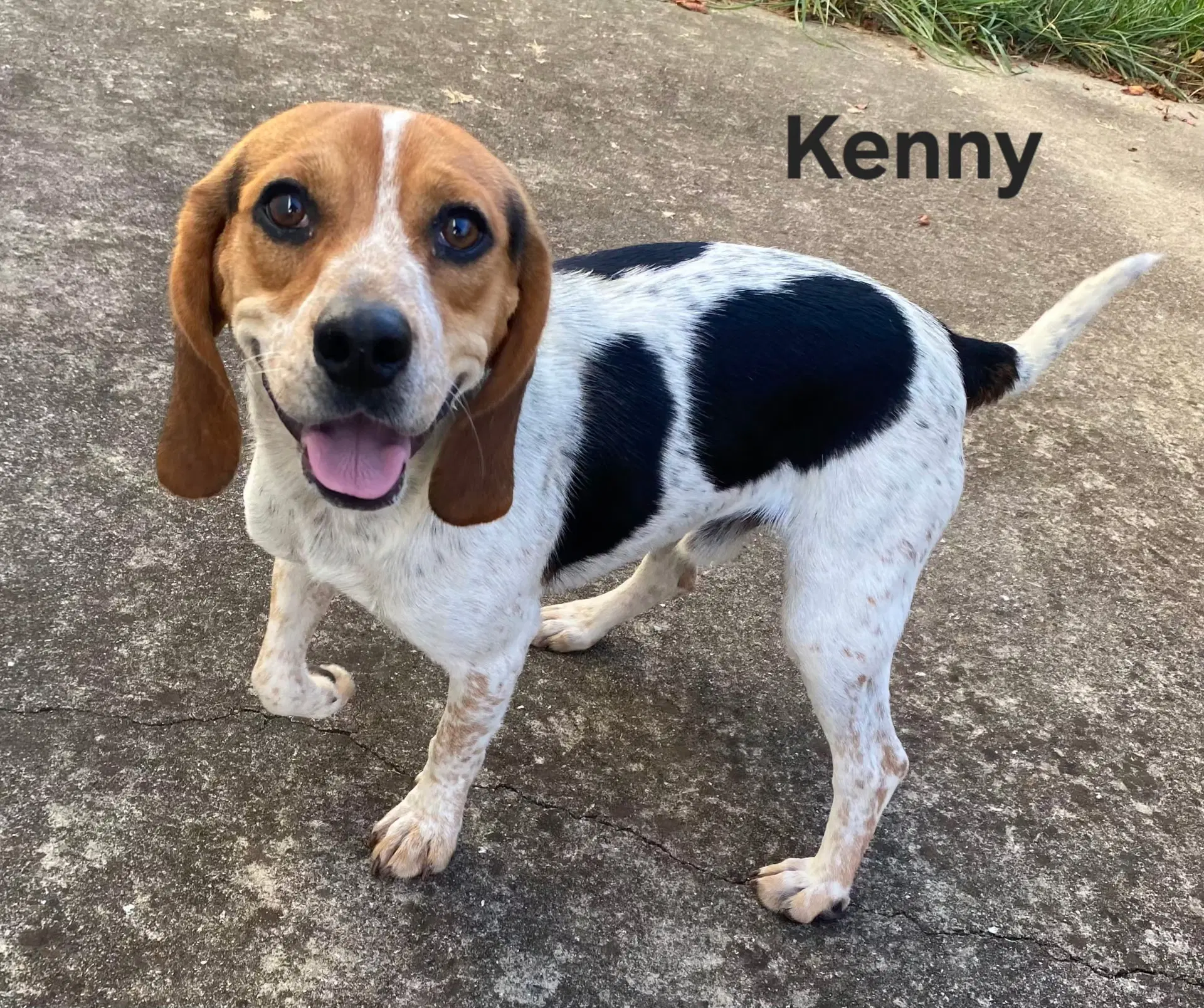 Kenny B - Beagle