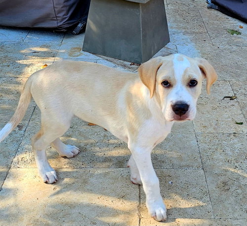 Photo 3 of PUPPY BEAU