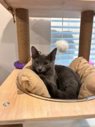 Kitten Ivan - Russian Blue