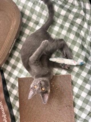 Photo 2 of KITTEN IVAN