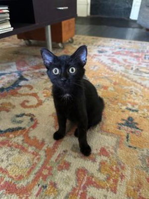 Kitten Carlita, a young female cat up for adoption