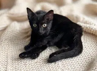 Kitten Carlita image 2