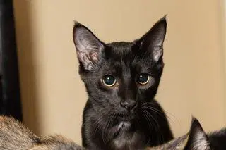 Kitten Tucker - Domestic Short Hair