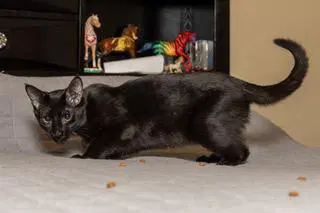 Kitten Tucker image 2