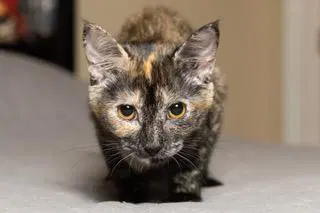 Kitten Stella image 2