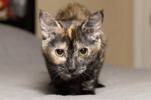 Kitten Stella, photo 2