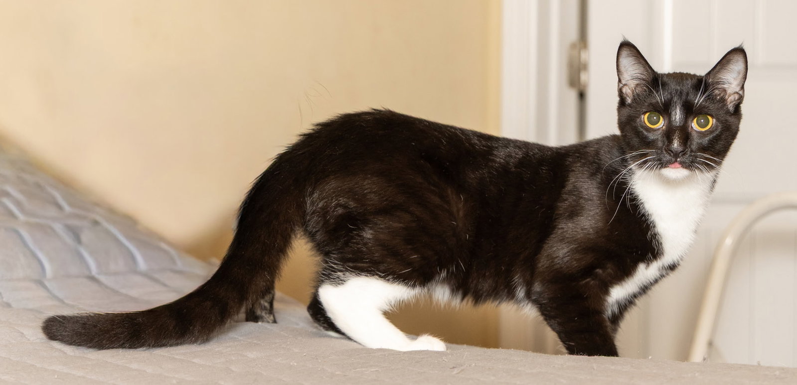KITTEN LORD SOCK, photo 3