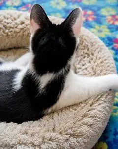 Kitten Petey image 3