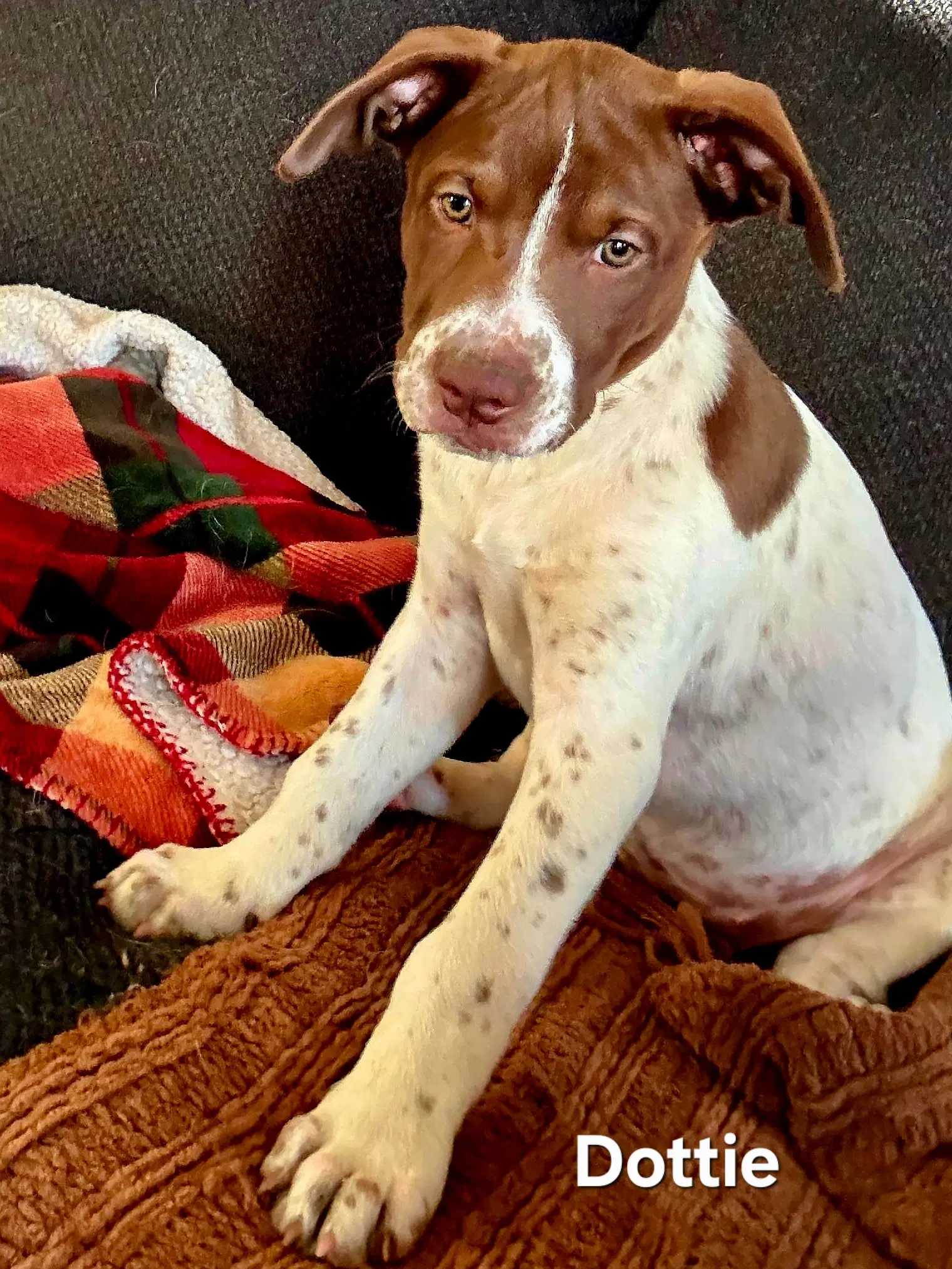 Puppy Dottie - Chocolate
