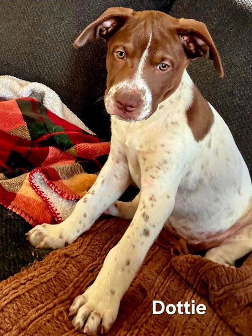PUPPY DOTTIE, a dog for adoption from Critter Cavalry Rescue