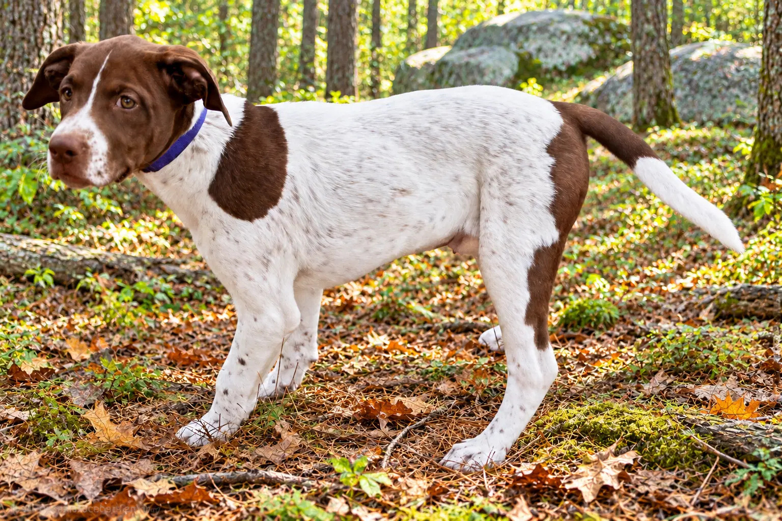 Puppy Dottie image 3