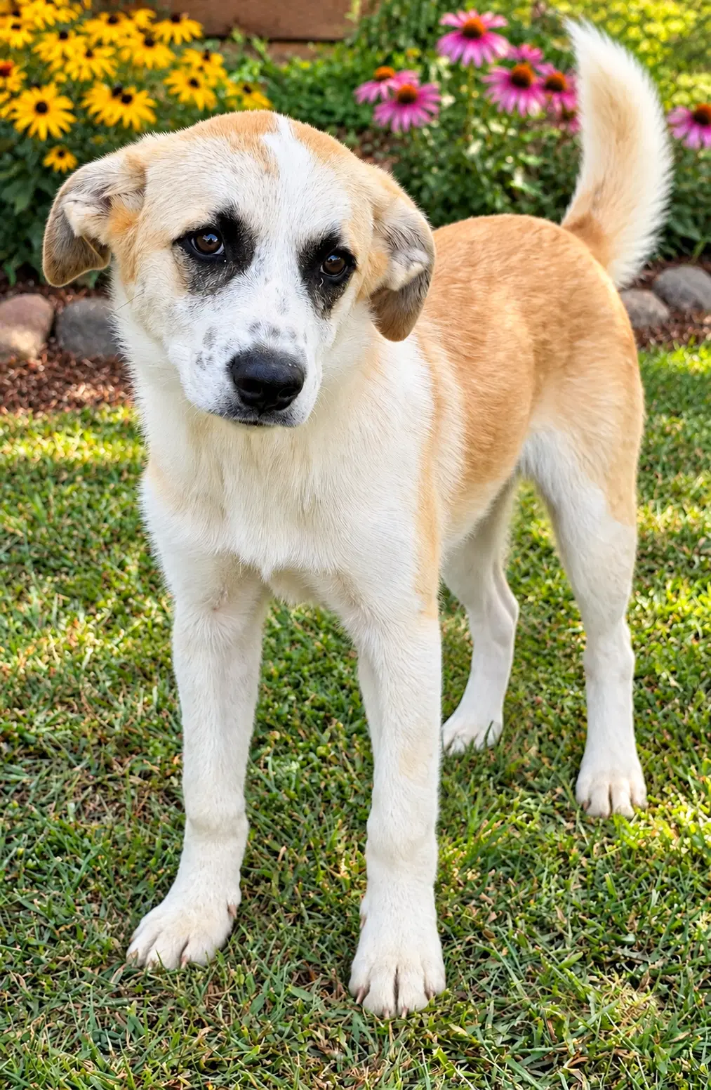 Puppy Karol image 2