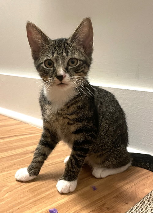 Photo 2 of KITTEN MALI