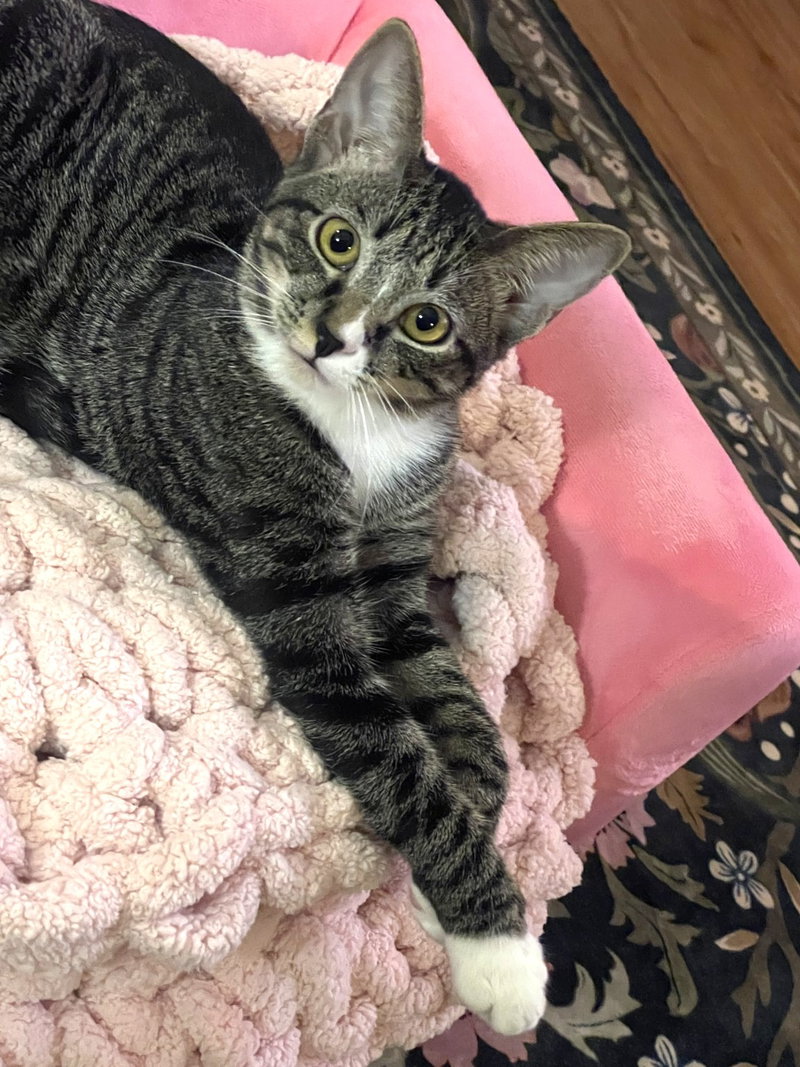 Kitten Mali, a female Tabby kitten up for adoption