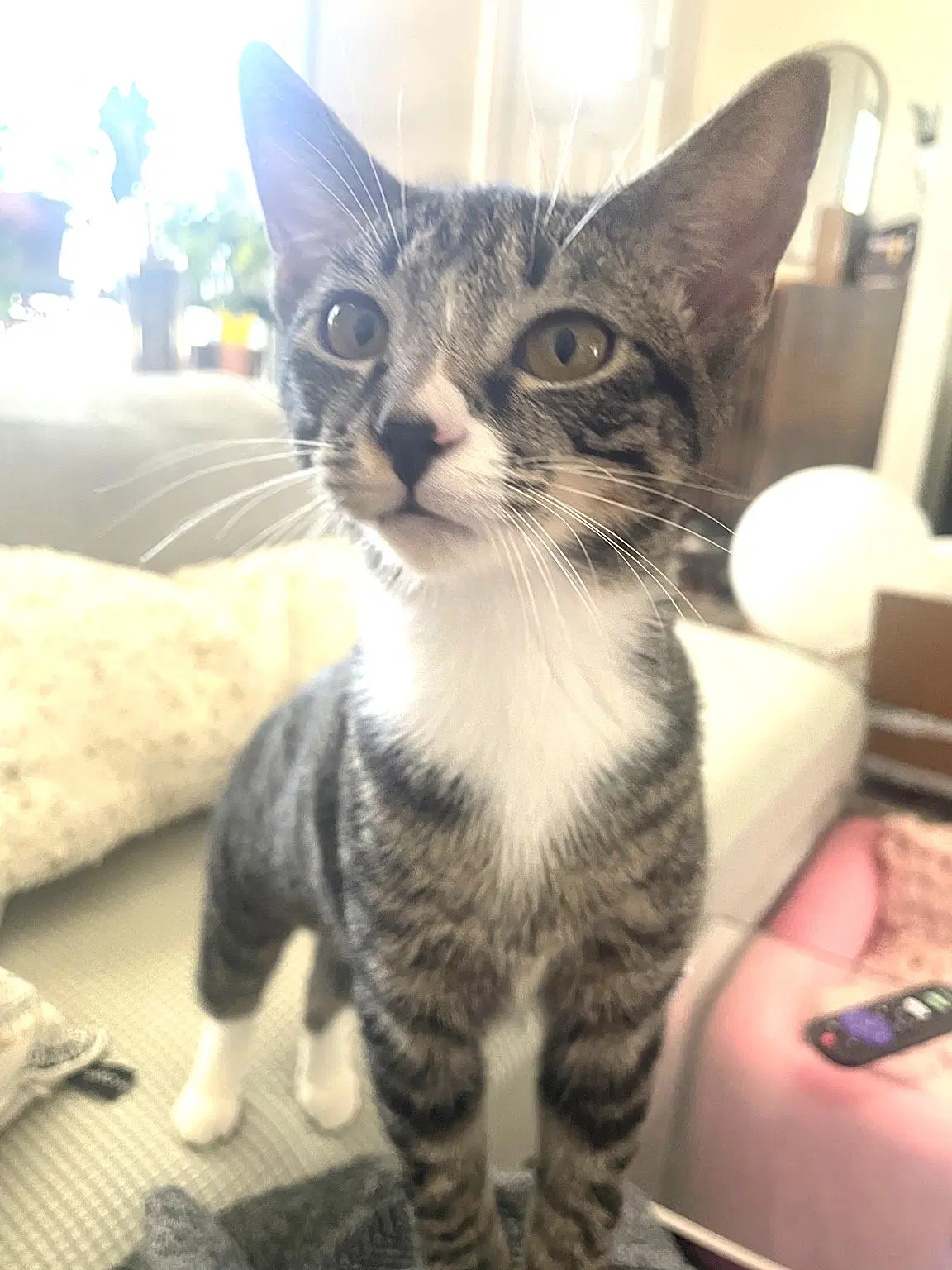 Kitten Mali image 3