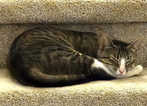 Photo 3 of KITTY MAJKA
