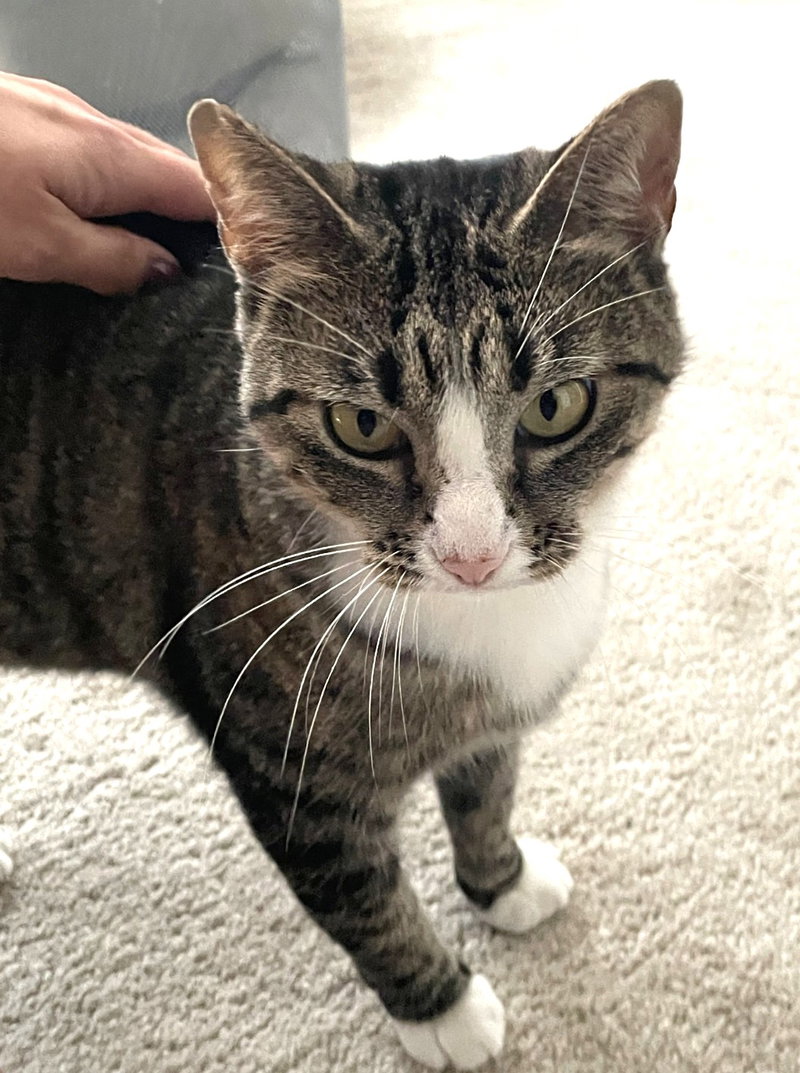 Kitty Majka, an adult female Tabby cat up for adoption