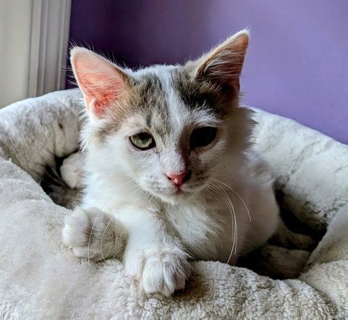 KITTEN ALPHONSE, a cat for adoption from Critter Cavalry Rescue