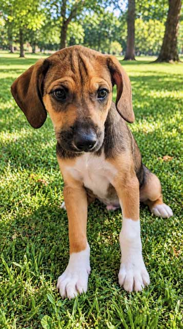 Puppy Sockie, Hound