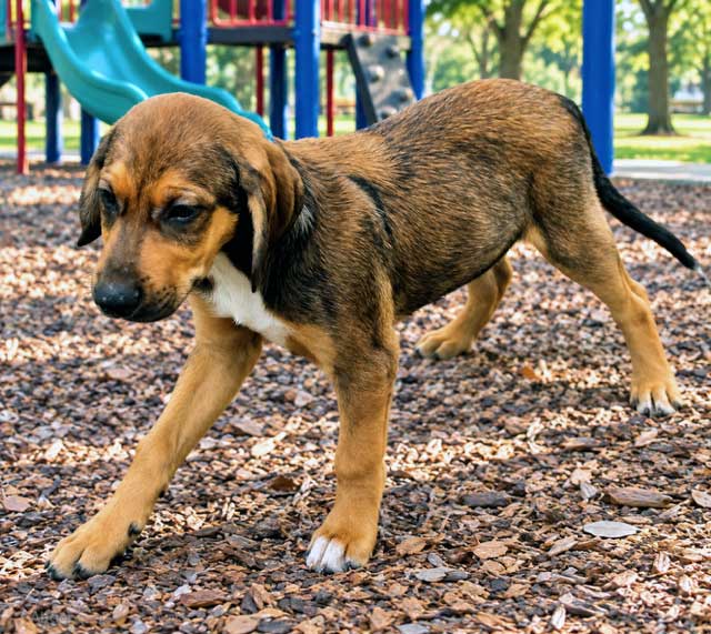 Puppy Connor image 3