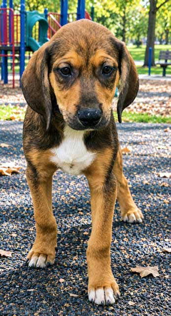 Puppy Connor image 4