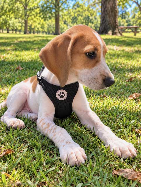 Puppy Butterball image 2