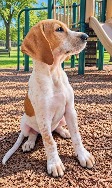 Puppy Butterball image 3