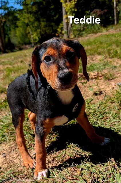 Puppy Teddie image 4
