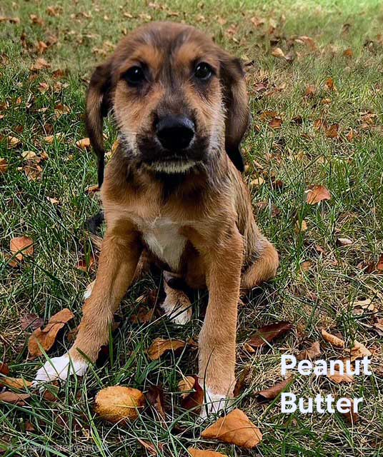 Puppy Peanut Butter image 2