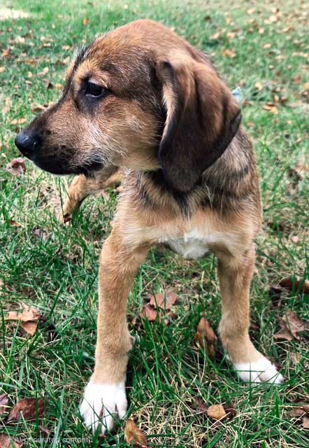 Photo 4 of PUPPY PEANUT BUTTER