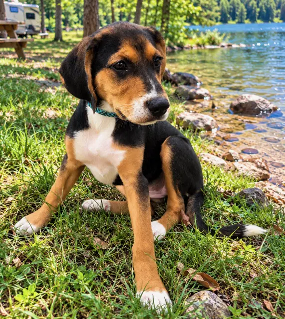 Puppy Winnie image 4