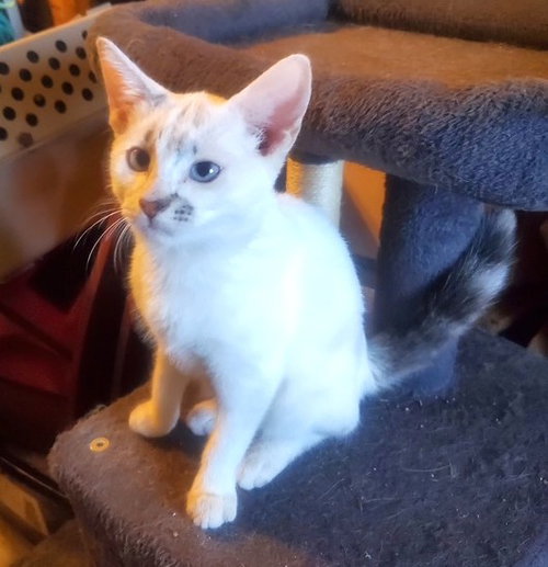 KITTEN BLUE EYED KIT KAT, a cat for adoption from Critter Cavalry Rescue
