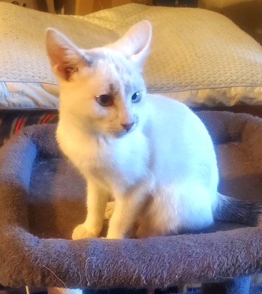 Photo 4 of KITTEN BLUE EYED KIT KAT