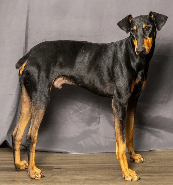 Professor Knox - Doberman Pinscher