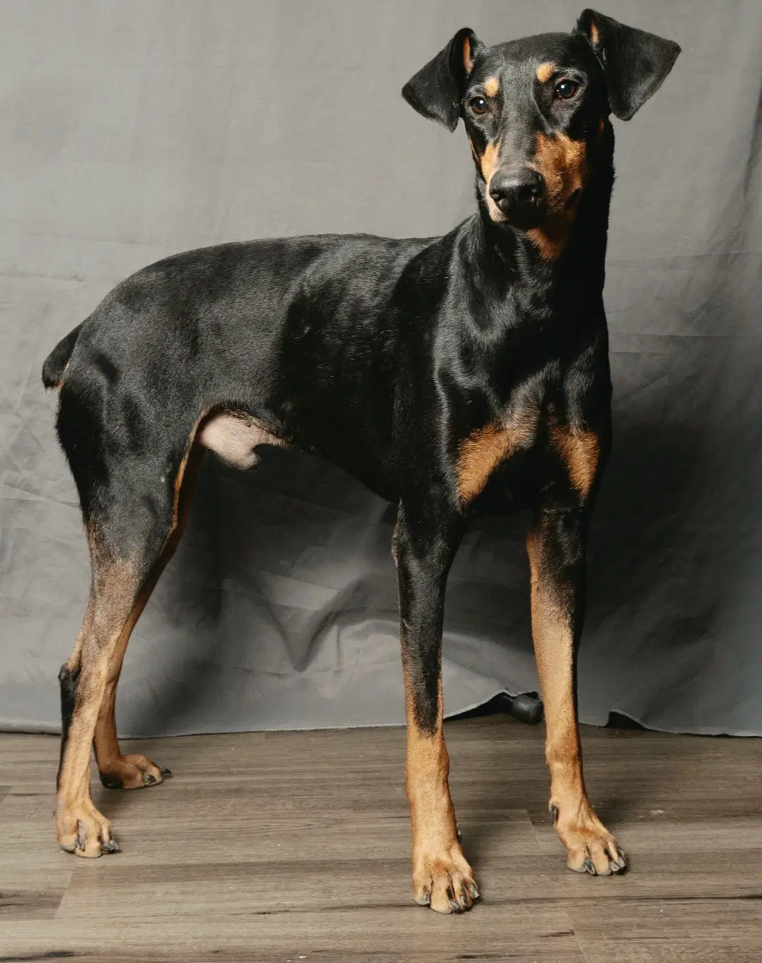 Professor Knox image 4
