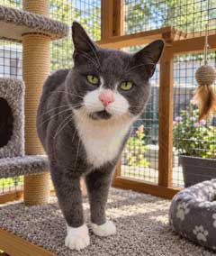 Moose - Tuxedo