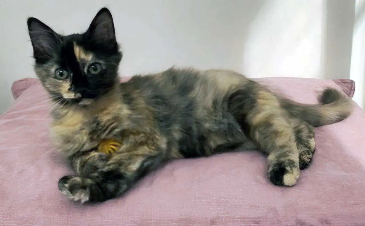 Kitten Amelia - Tortoiseshell