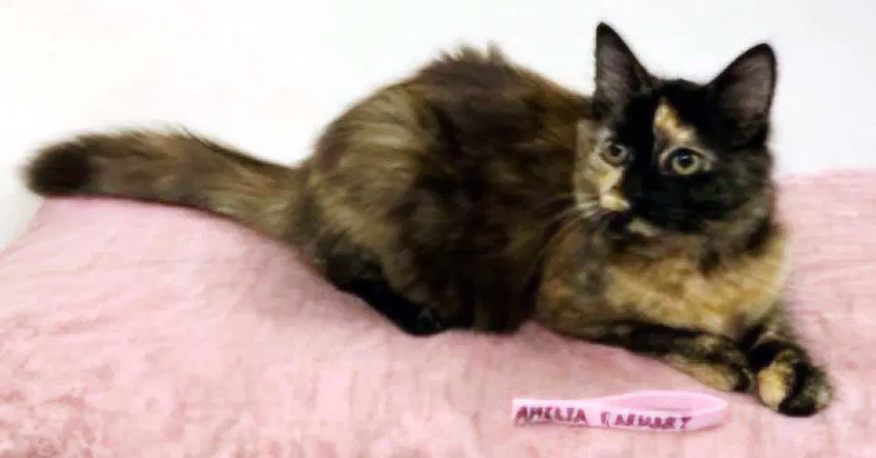 Kitten Amelia image 3